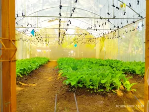 Greenhouse+2 Rooms+ 2000l Water Tank+Fenced+W-Channel at Engosheraton
