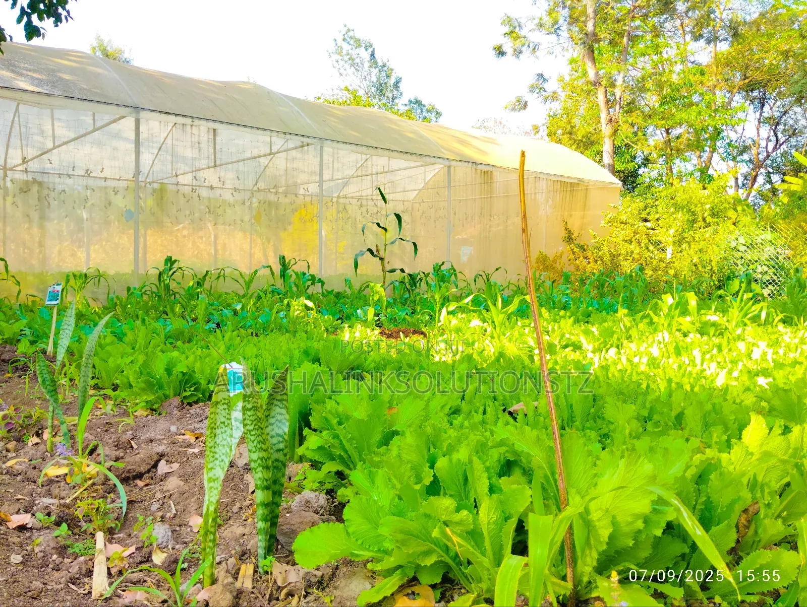Greenhouse+2 Rooms+ 2000l Water Tank+Fenced+W-Channel at Engosheraton