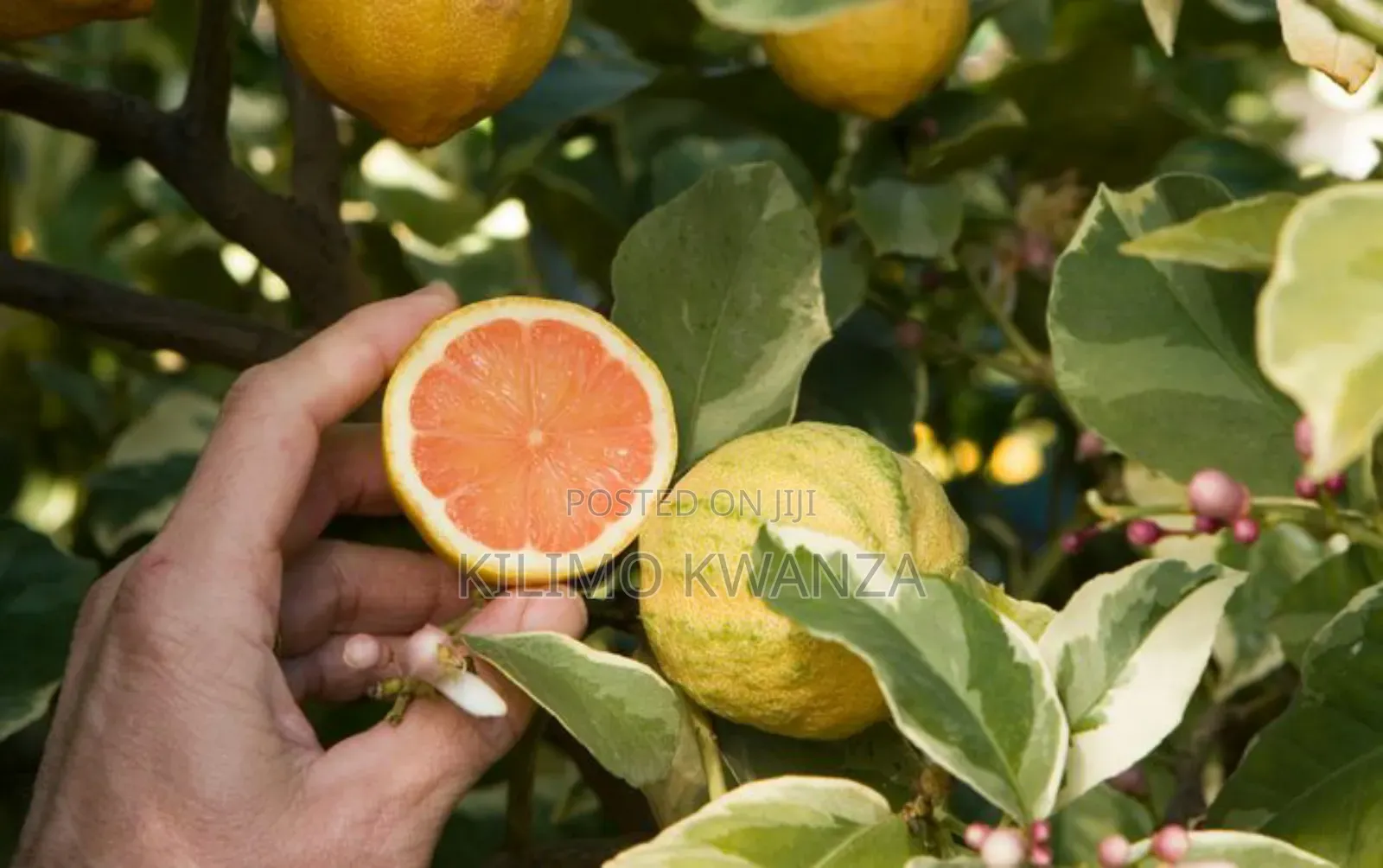 Variegated Lemon
