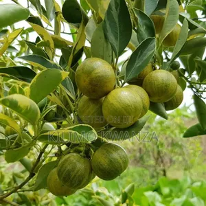 Variegated Lemon