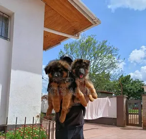 1-3 months Male Purebred German Shepherd