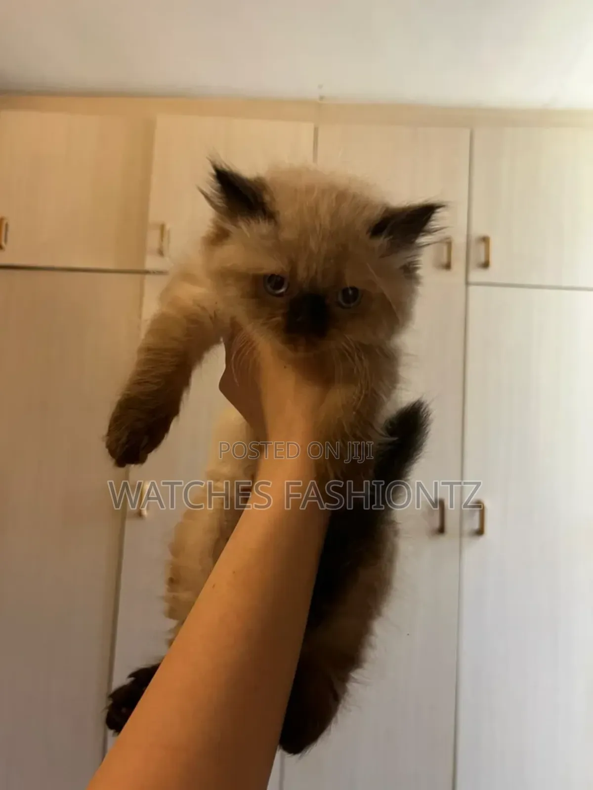 1-3 months Female Purebred Birman