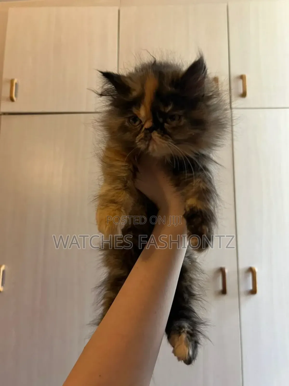 1-3 months Female Purebred Persian