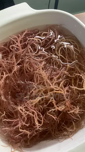 Sea Moss Grad A