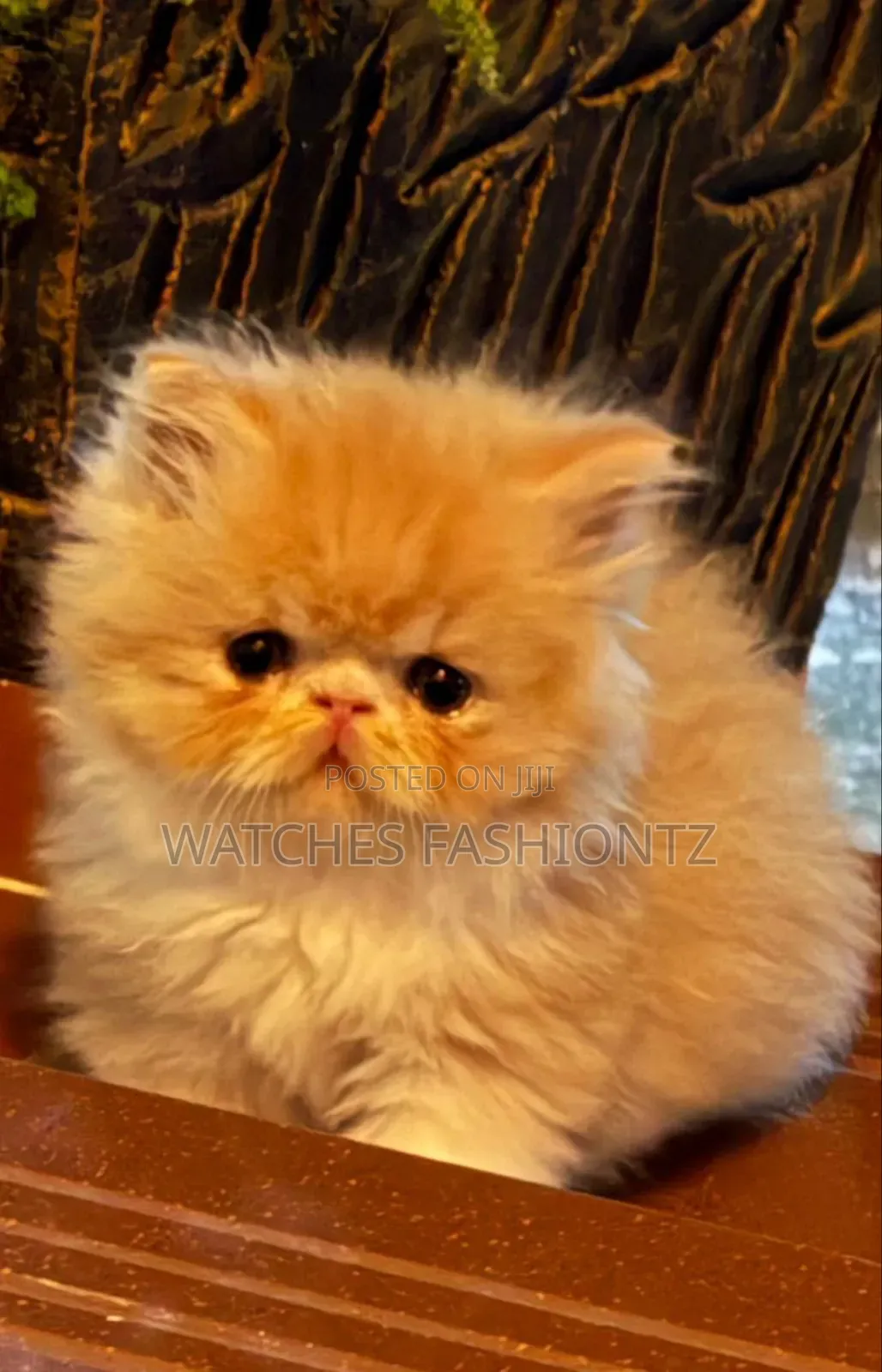 1-3 months Male Purebred Persian