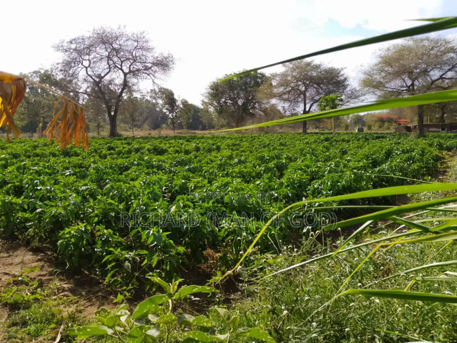 Six Acres Shamba in Valeska-Near Dolly Estate