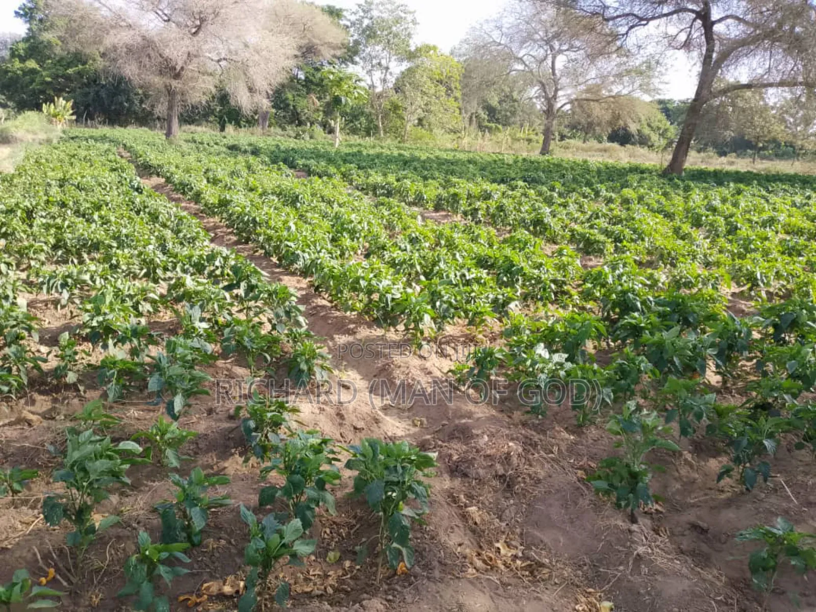 Six Acres Shamba in Valeska-Near Dolly Estate