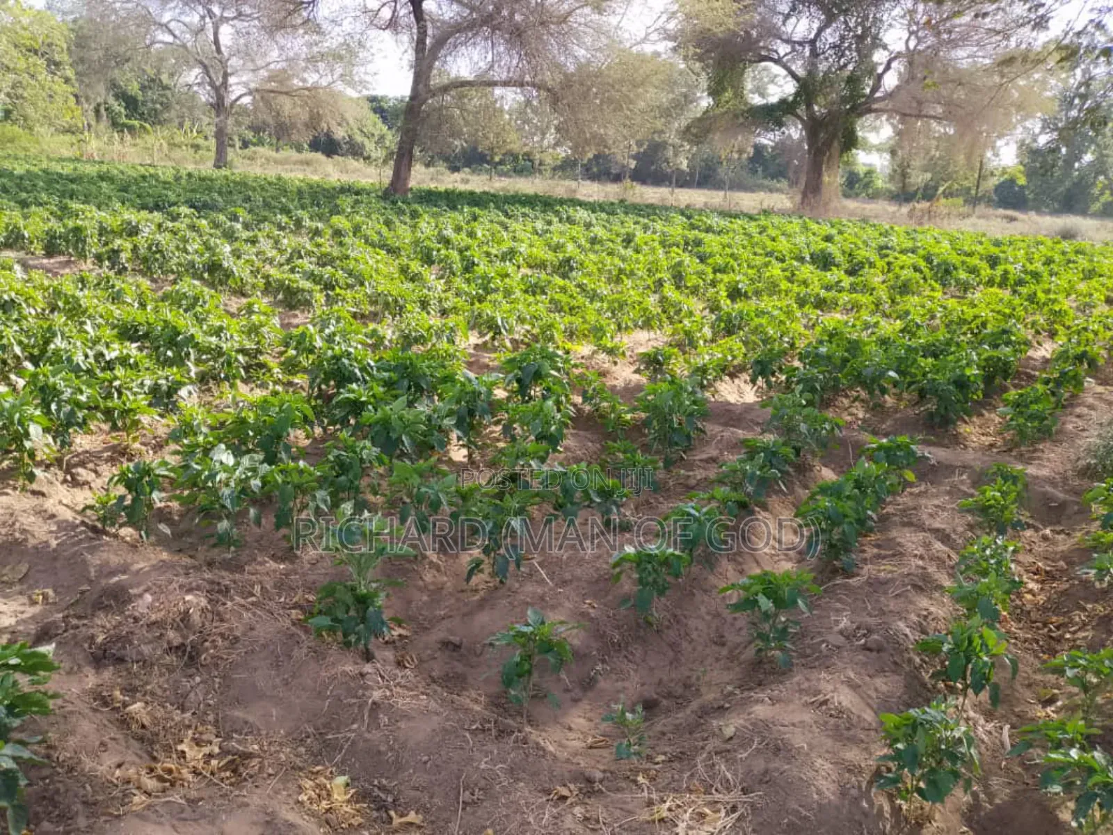 Six Acres Shamba in Valeska-Near Dolly Estate