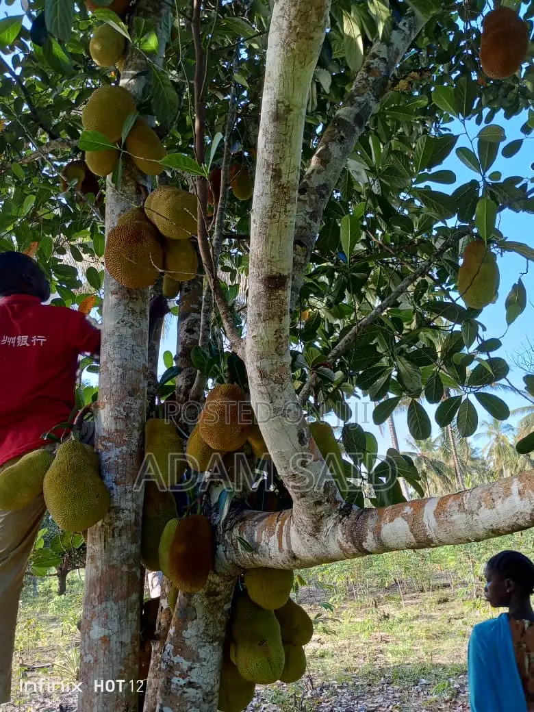 Shamba Eka 7 Linauzwa Mkuranga