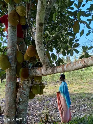 Shamba Eka 7 Linauzwa Mkuranga