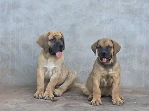 1-3 months Male Purebred Boerboel