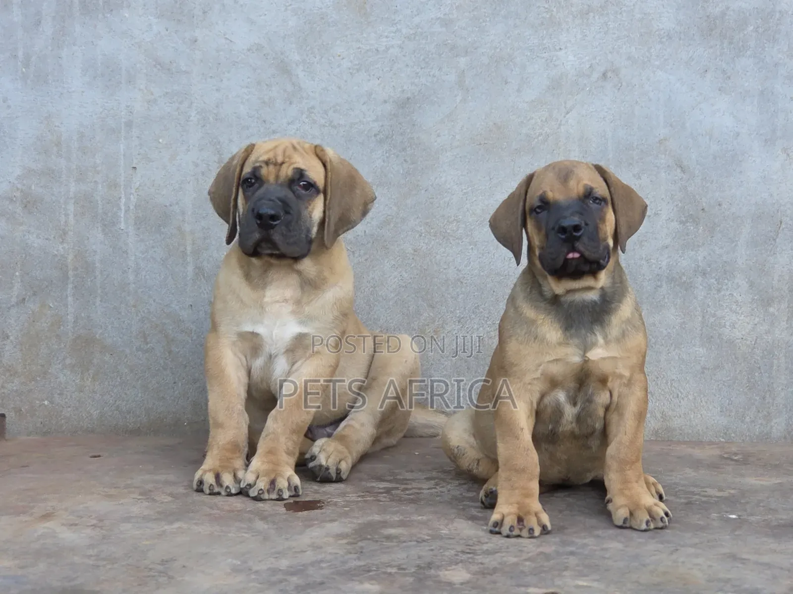 1-3 months Male Purebred Boerboel