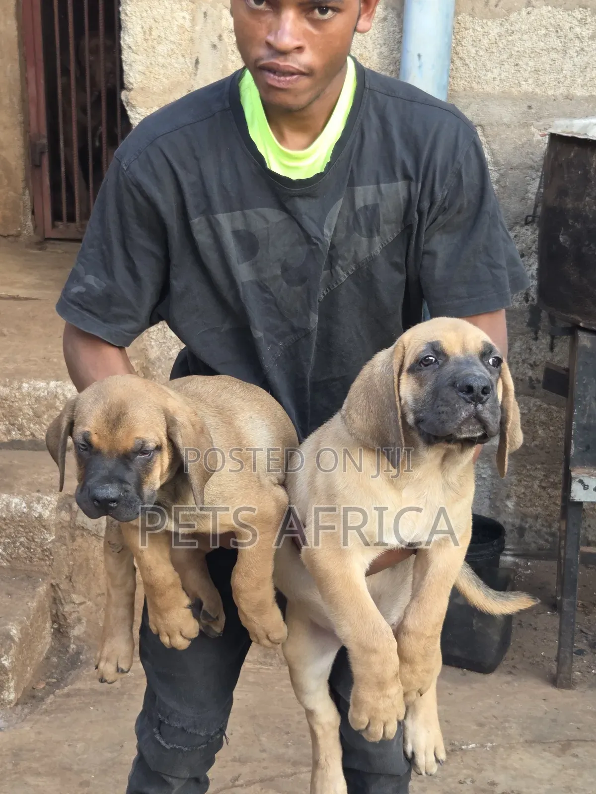 1-3 months Male Purebred Boerboel