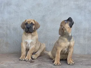 1-3 months Male Purebred Boerboel