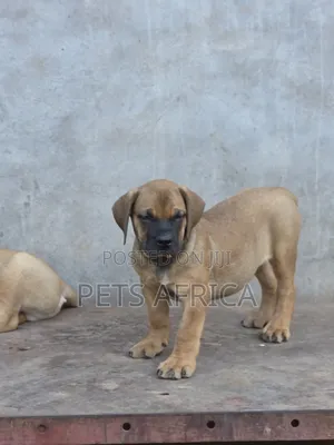 1-3 months Male Purebred Boerboel