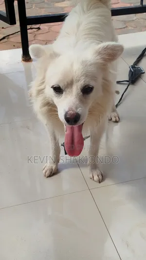 1+ year Male Purebred Japanese Spitz