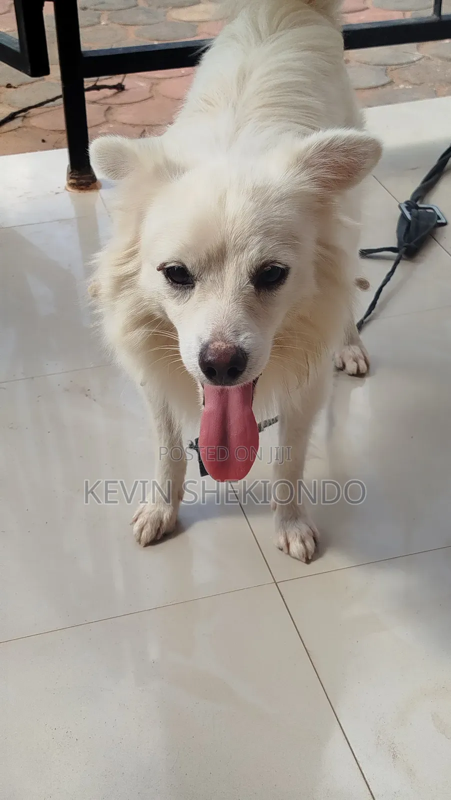 1+ year Male Purebred Japanese Spitz