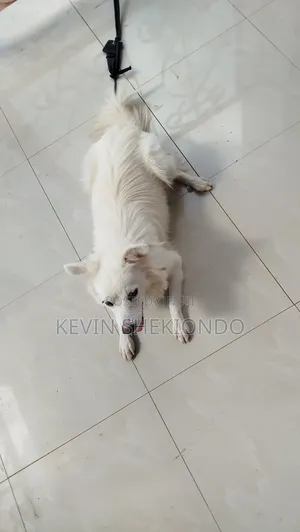 1+ year Male Purebred Japanese Spitz