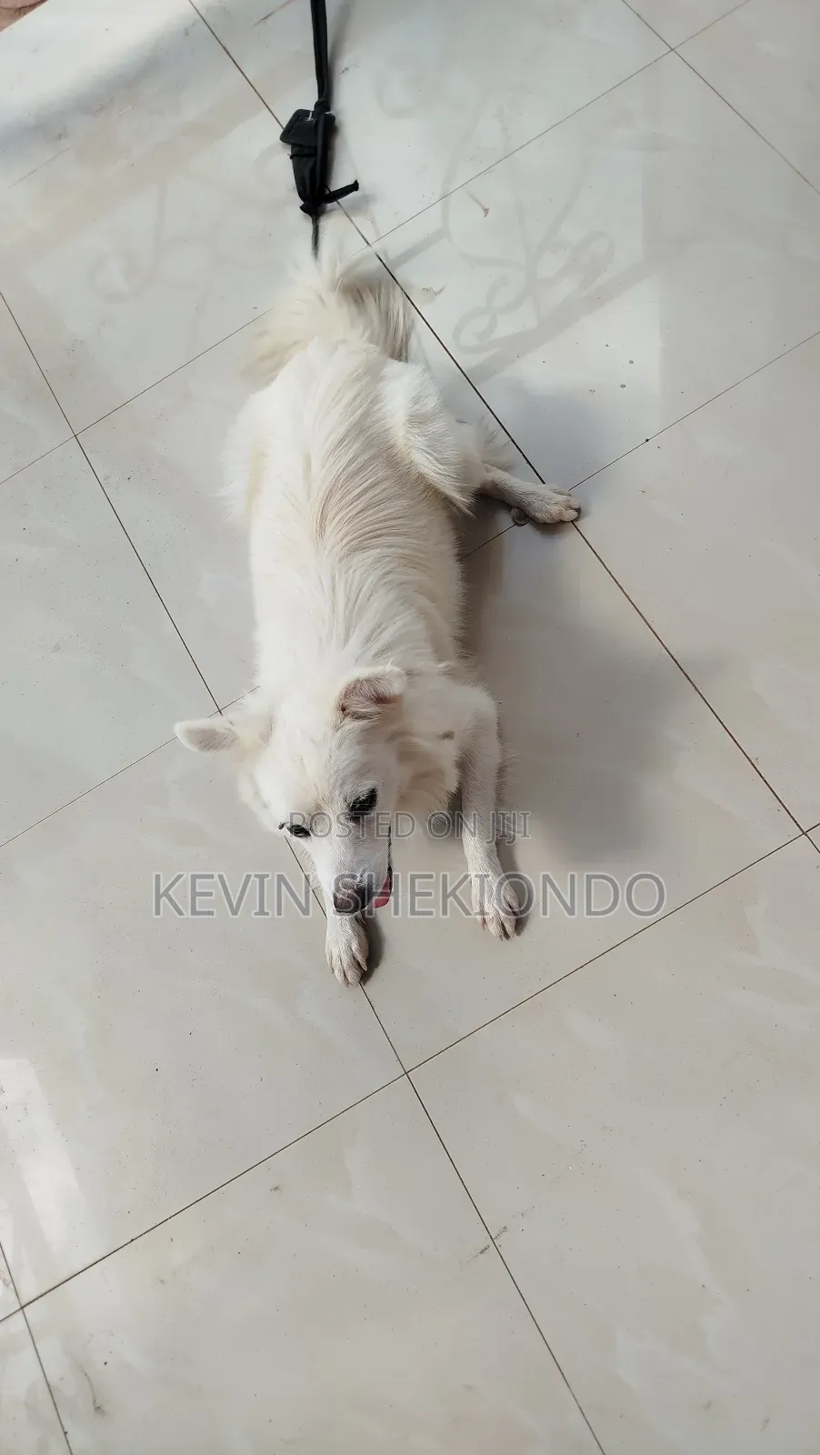 1+ year Male Purebred Japanese Spitz