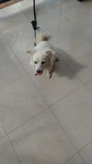 1+ year Male Purebred Japanese Spitz