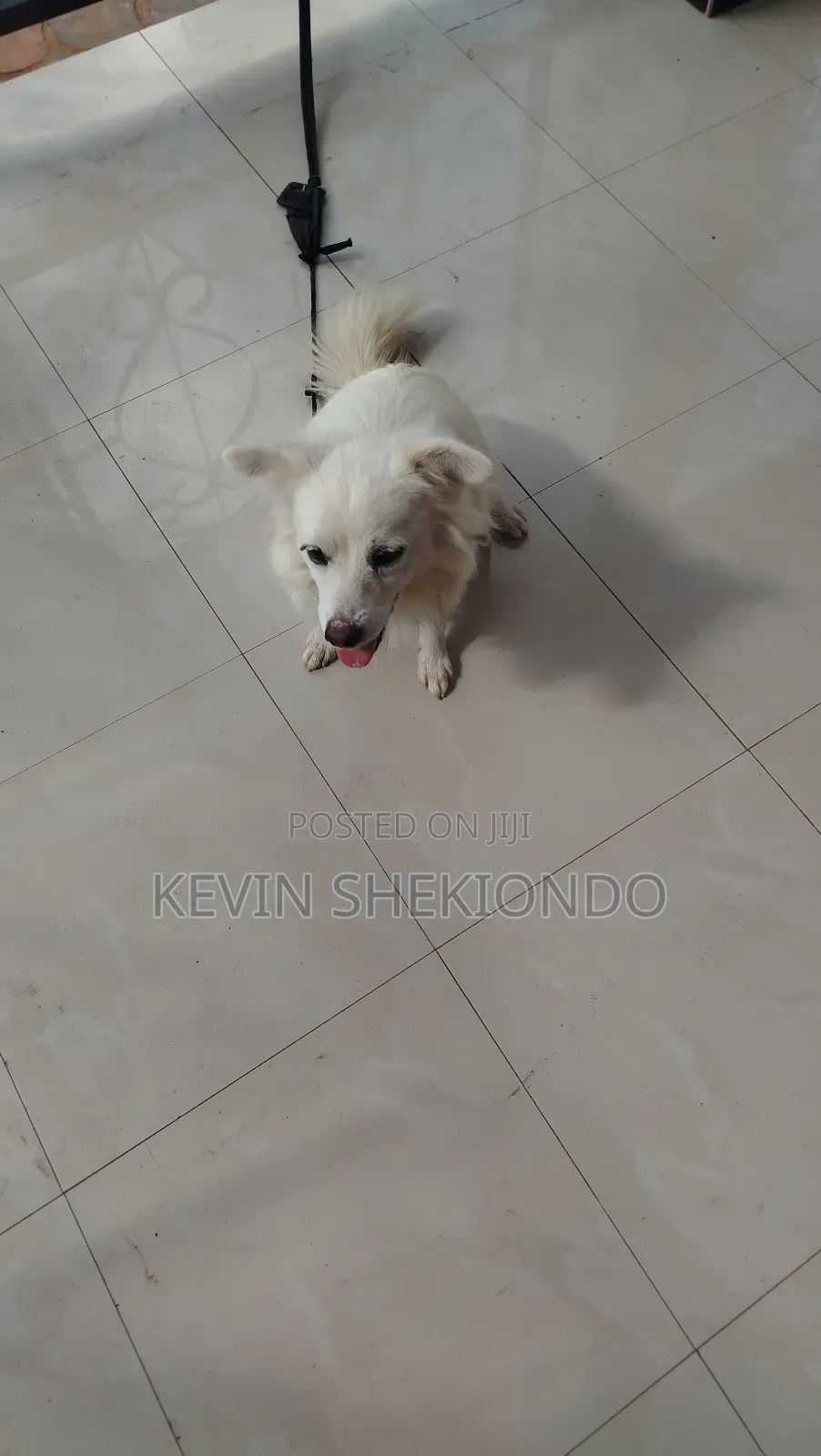 1+ year Male Purebred Japanese Spitz