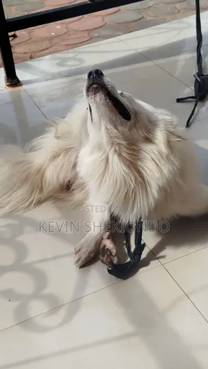 1+ year Male Purebred Japanese Spitz