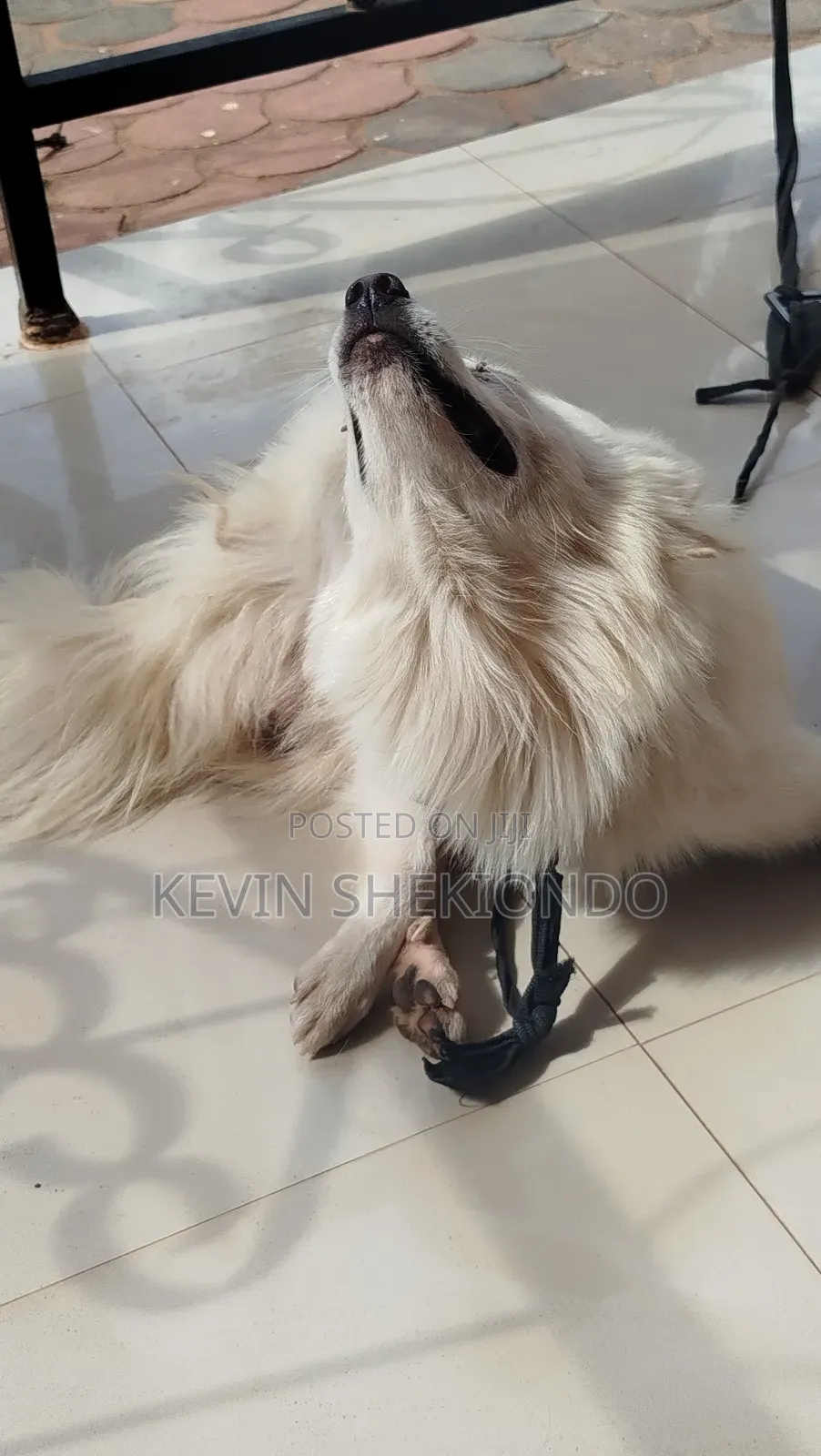 1+ year Male Purebred Japanese Spitz
