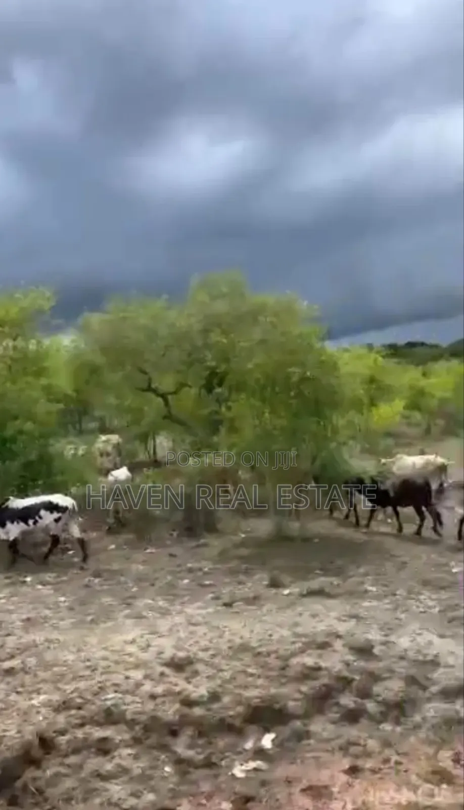 250 Acres Shamba Linauzwa Kisarawe