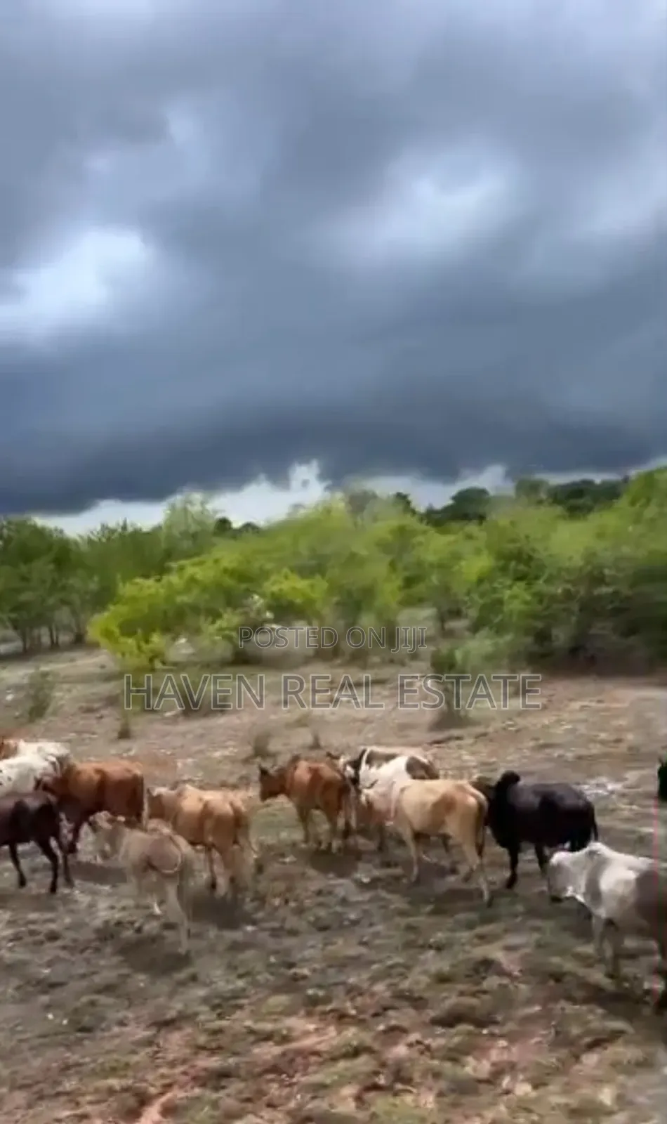 250 Acres Shamba Linauzwa Kisarawe