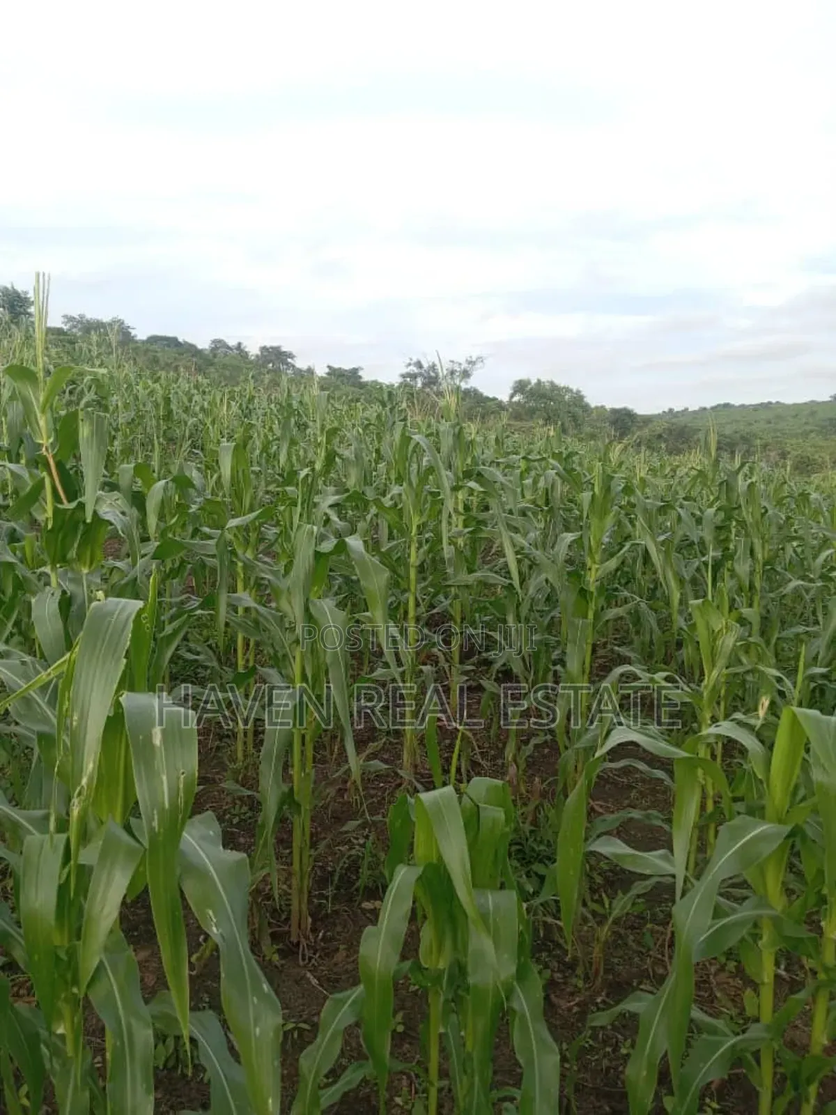 Shamba La Ekari 690 Linakodishwa Lugufu-Uvinza, Kigoma