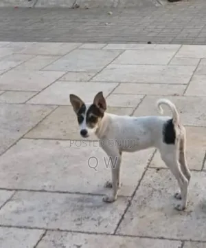 6-12 months Female Mixed Breed Maltese