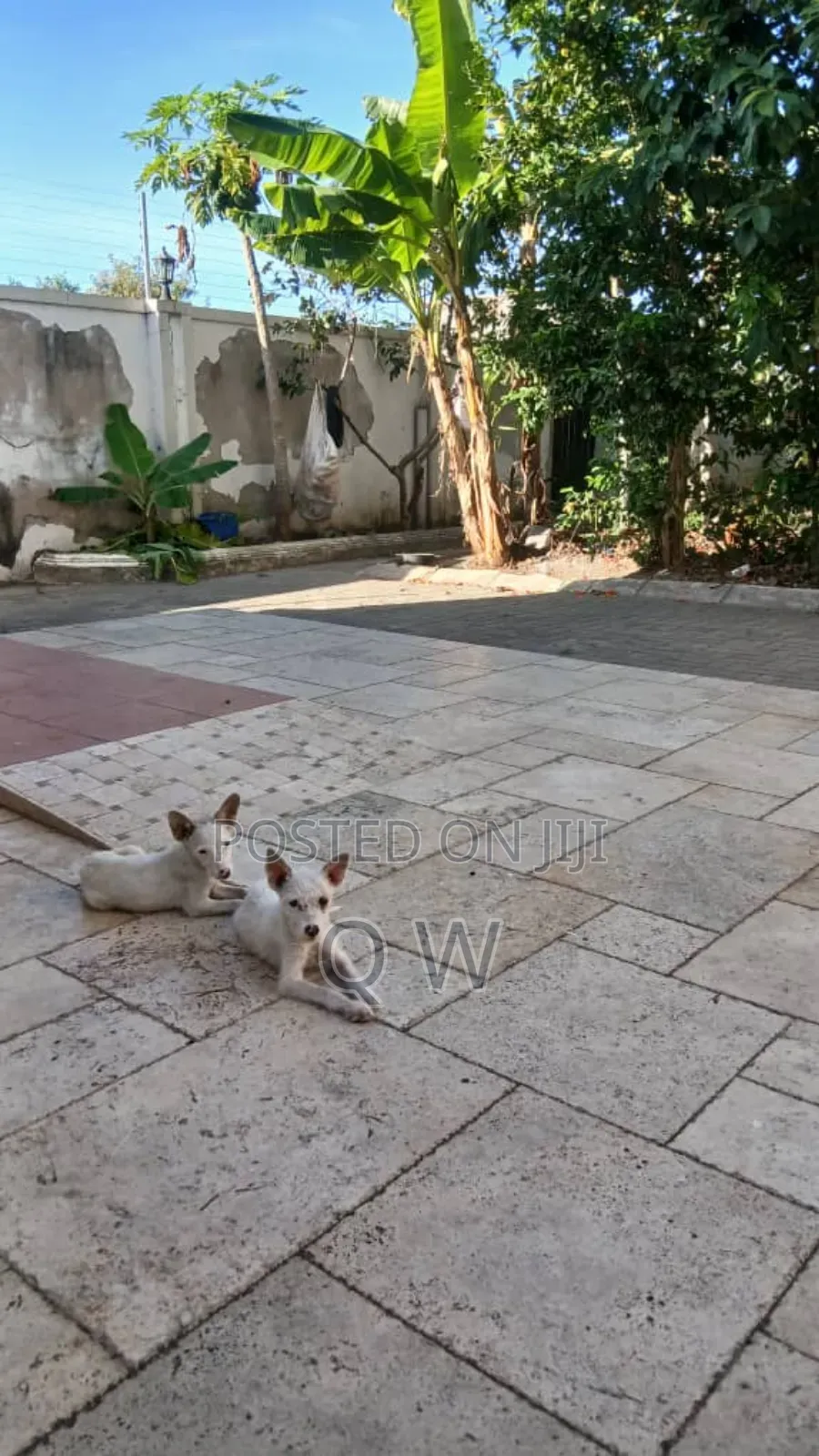 6-12 months Female Mixed Breed Maltese