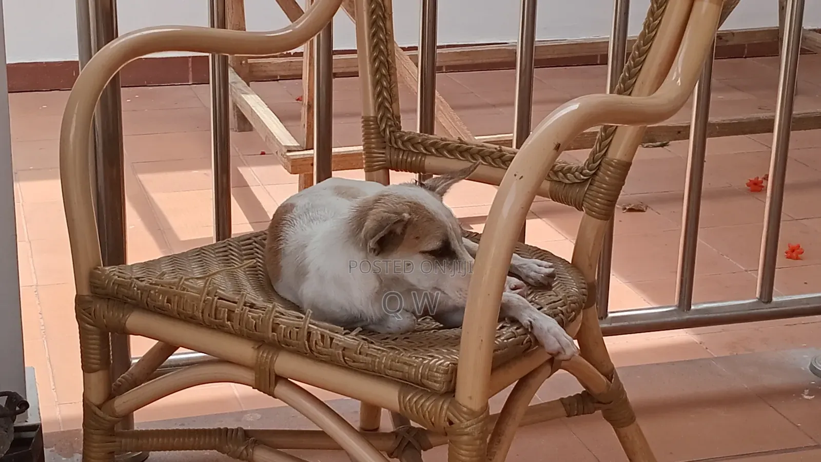 6-12 months Female Mixed Breed Maltese