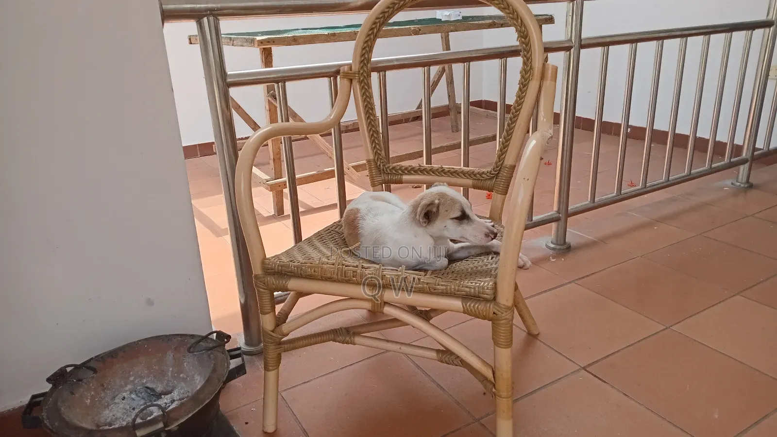 6-12 months Female Mixed Breed Maltese