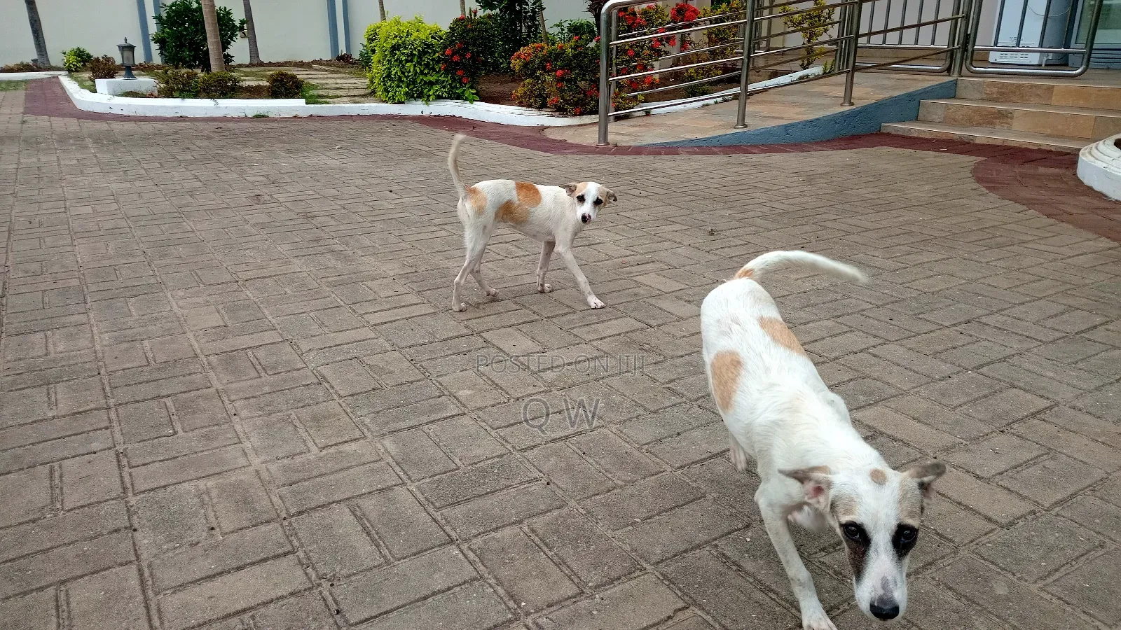 6-12 months Female Mixed Breed Maltese