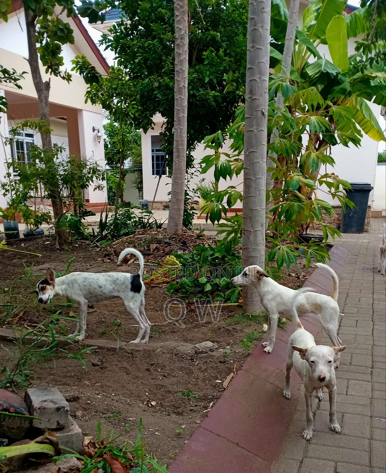 6-12 months Female Mixed Breed Maltese