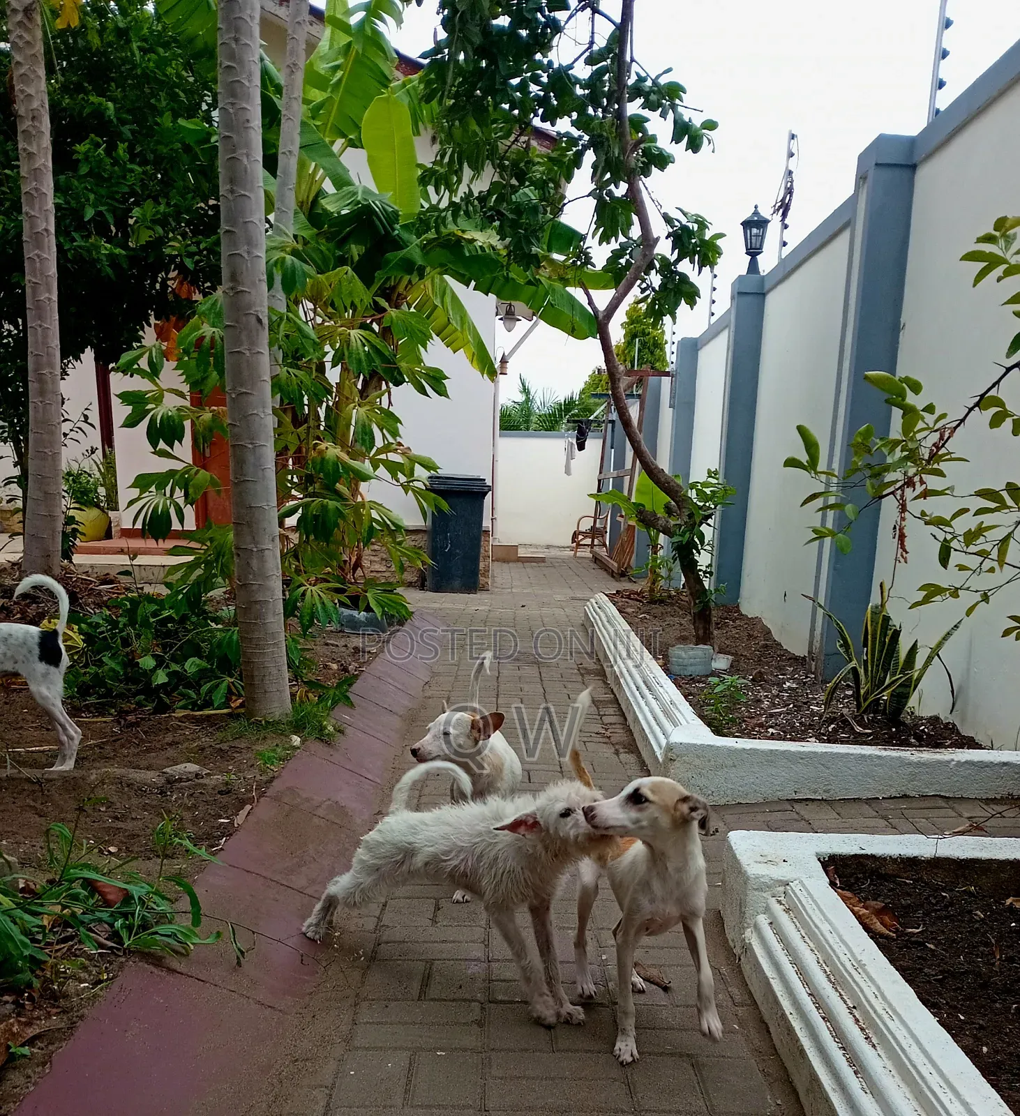 6-12 months Female Mixed Breed Maltese