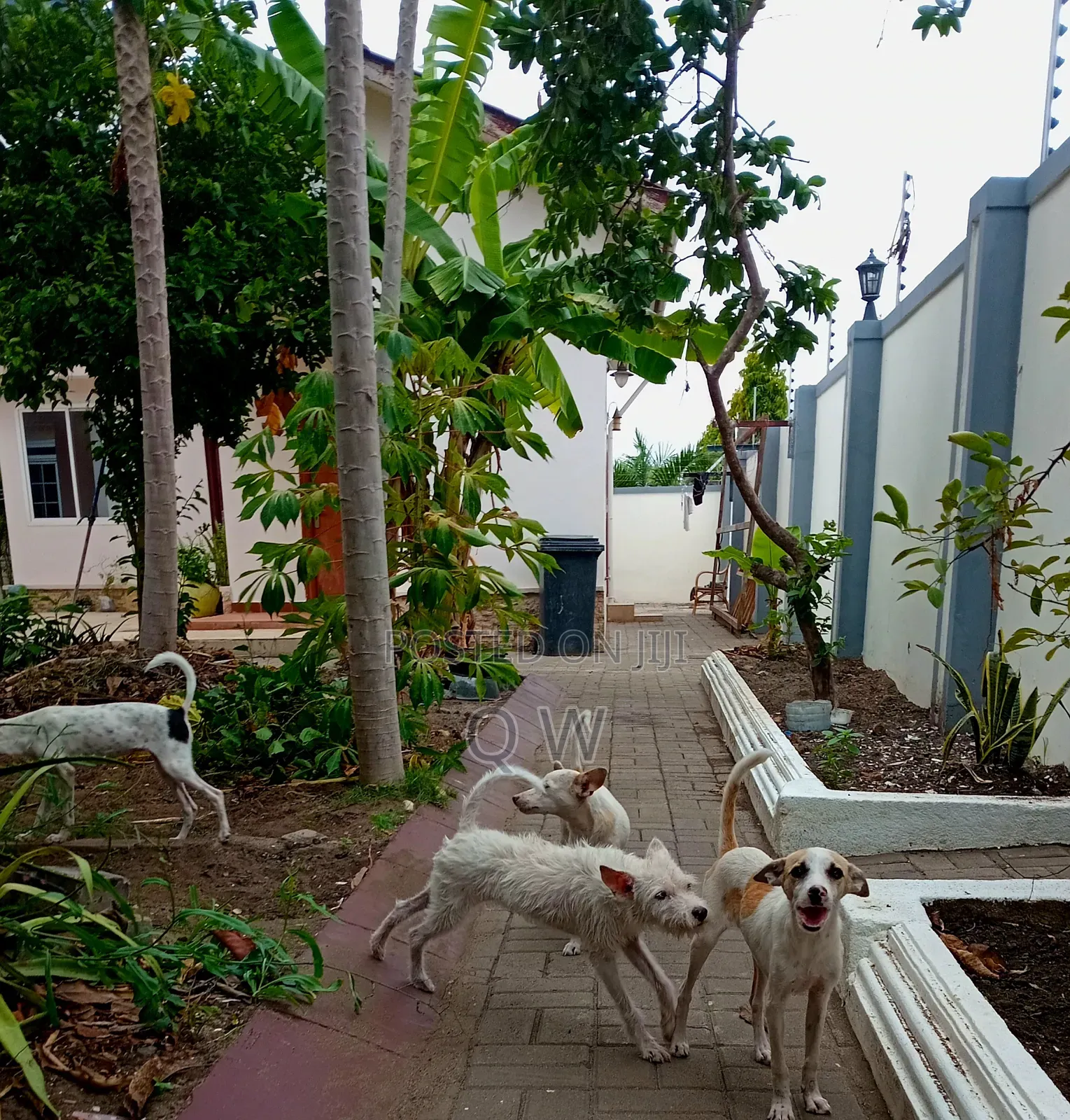 6-12 months Female Mixed Breed Maltese