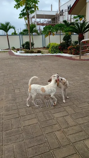 6-12 months Female Mixed Breed Maltese