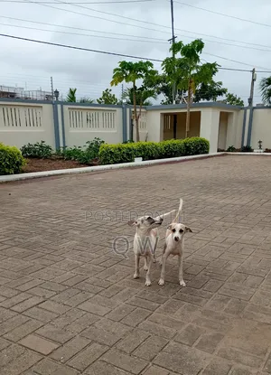 6-12 months Female Mixed Breed Maltese