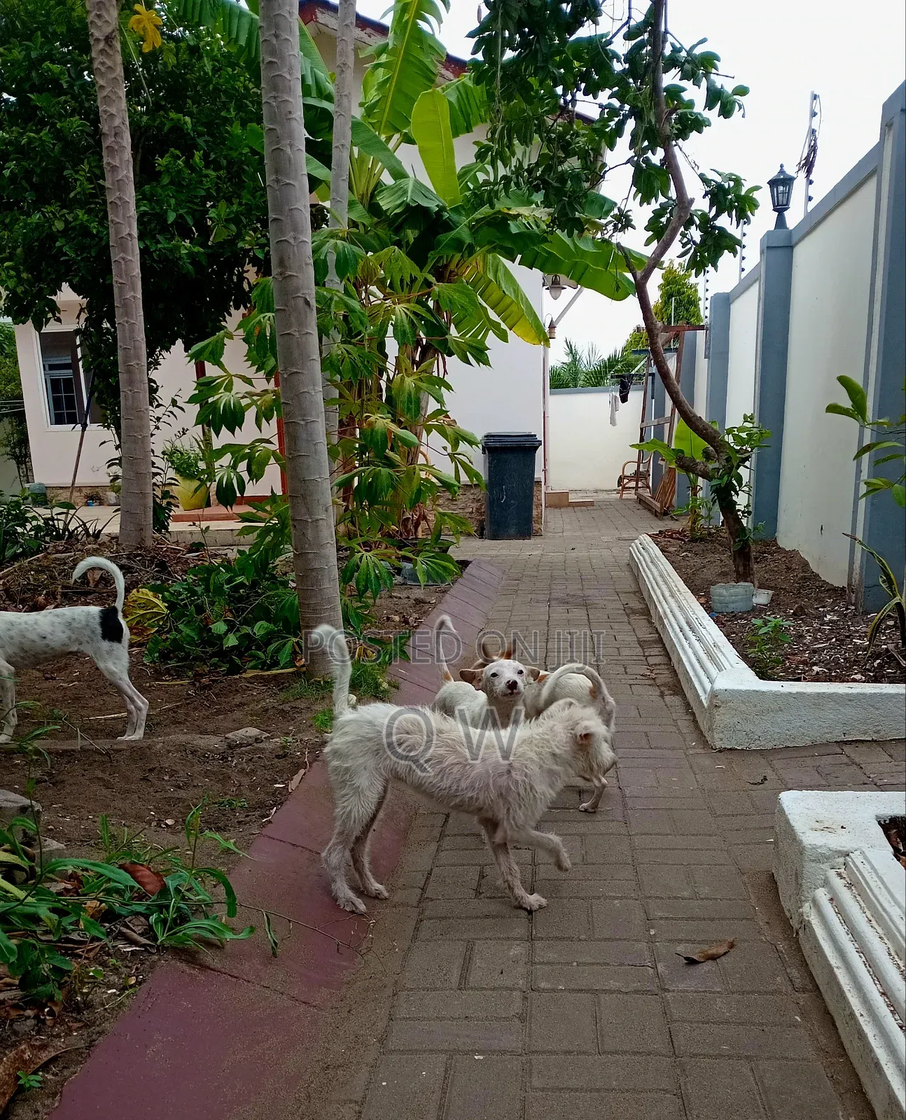 6-12 months Female Mixed Breed Maltese