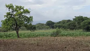 Lipa Mdogo Mdogo Ndani Ya Mwaka Moja
