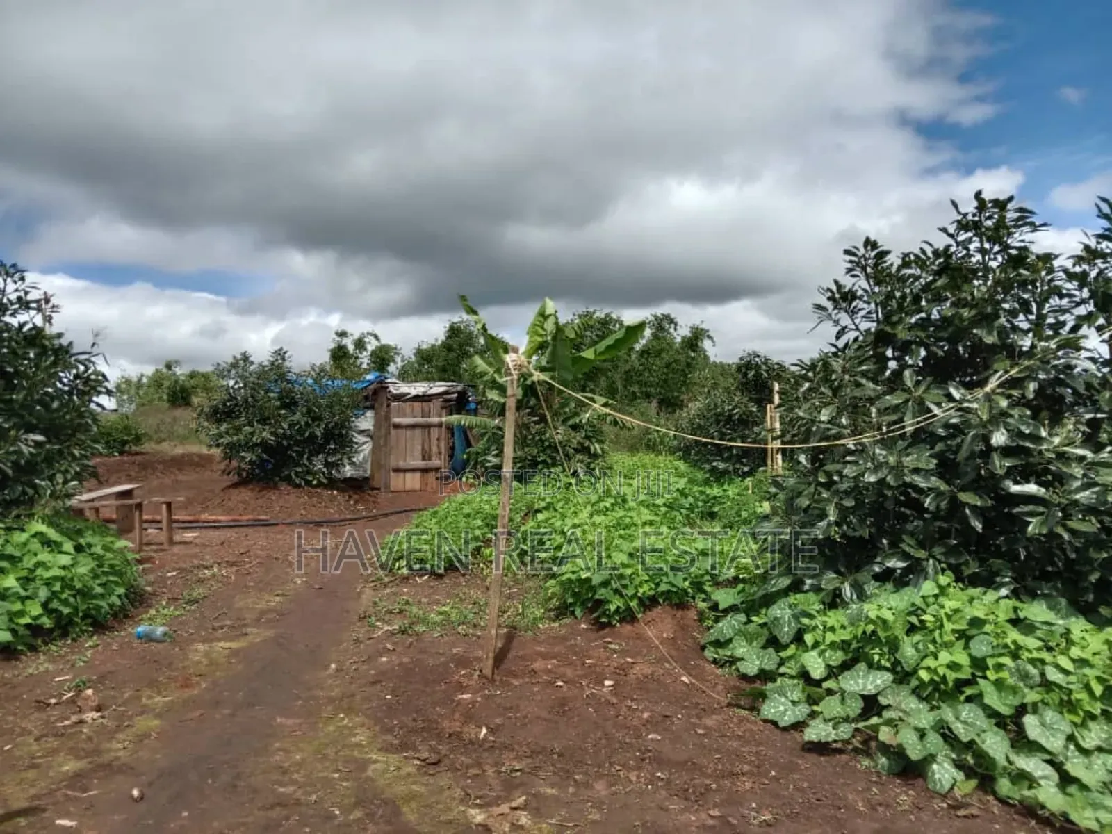 Shamba La Ekari 100 La Parachichi Linauzwa Njombe