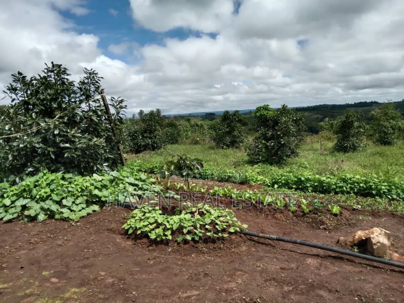 Shamba La Ekari 100 La Parachichi Linauzwa Njombe