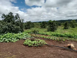 Shamba La Ekari 100 La Parachichi Linauzwa Njombe