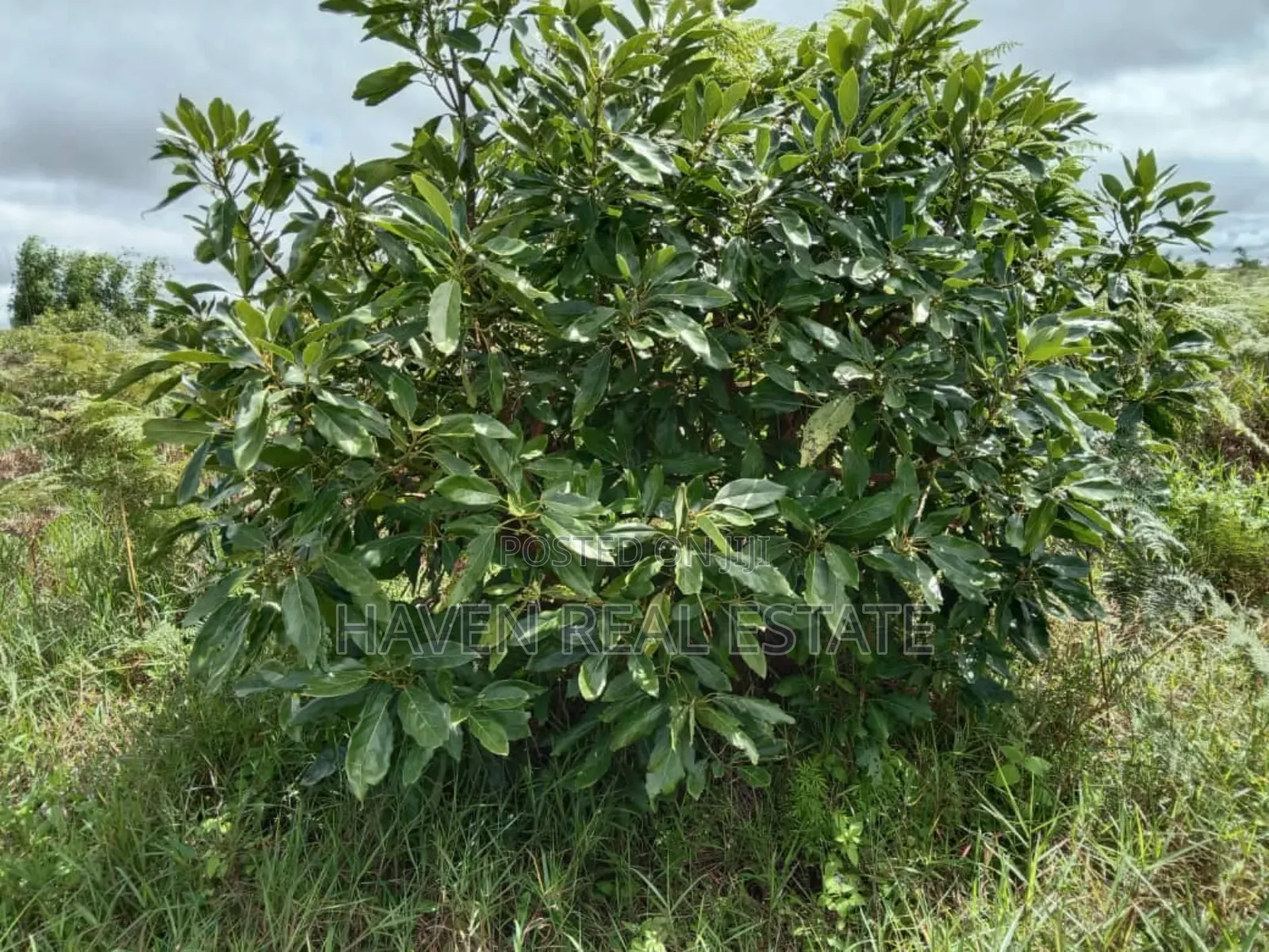 Shamba La Ekari 100 La Parachichi Linauzwa Njombe