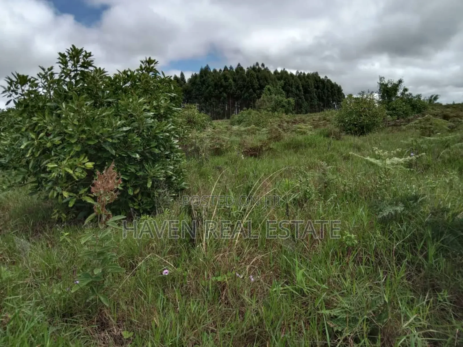 Shamba La Ekari 100 La Parachichi Linauzwa Njombe