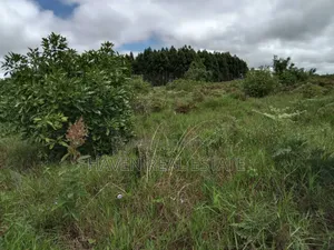 Shamba La Ekari 100 La Parachichi Linauzwa Njombe