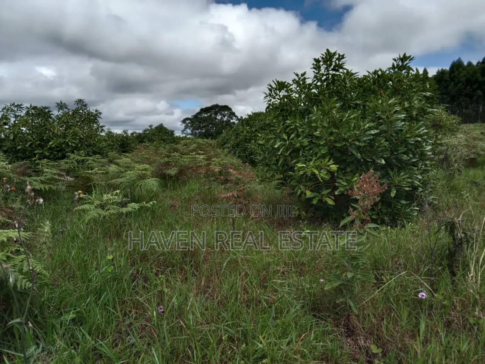 Shamba La Ekari 100 La Parachichi Linauzwa Njombe