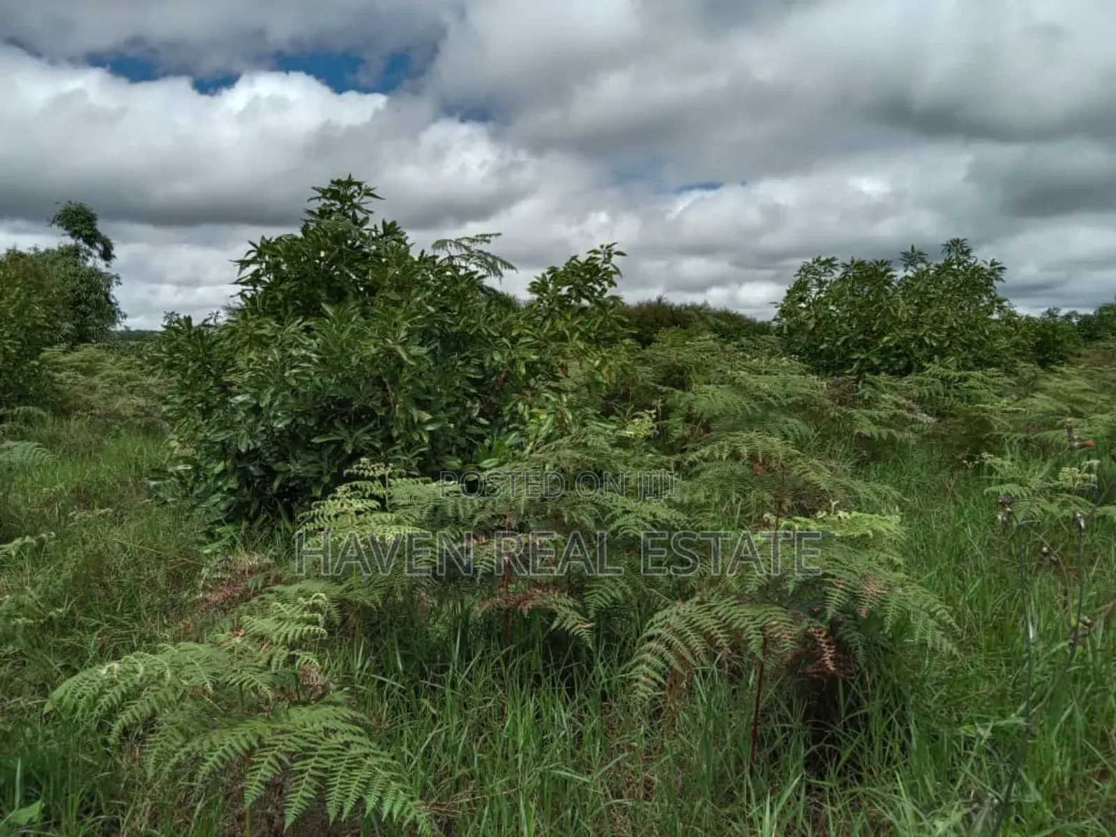 Shamba La Ekari 100 La Parachichi Linauzwa Njombe